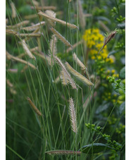 Bouteloua gracilis