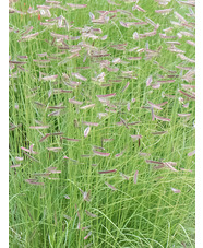 Bouteloua gracilis
