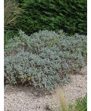 Brachyglottis (Dunedin Group) 'Sunshine'