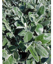 Brachyglottis (Dunedin Group) 'Sunshine'