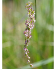Briza triloba