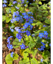 Brunnera macrophylla