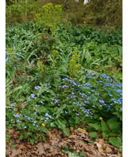 Brunnera macrophylla