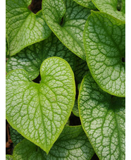 Brunnera macrophylla 'Alexanders Great'