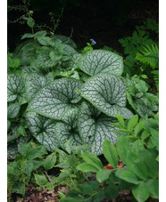 Brunnera macrophylla 'Alexanders Great'