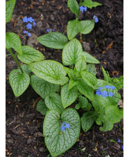 Brunnera macrophylla 'Alexanders Great'