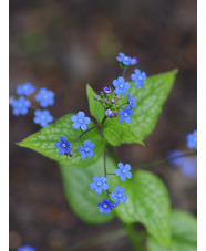 Brunnera macrophylla 'Alexanders Great'