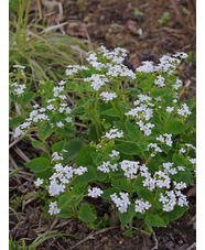 Brunnera macrophylla 'Betty Bowring'