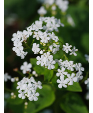 Brunnera macrophylla 'Betty Bowring'