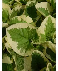 Brunnera macrophylla 'Dawson's White'