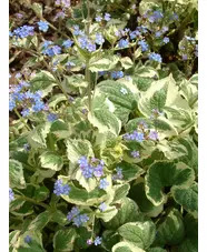 Brunnera macrophylla 'Dawson's White'
