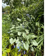 Brunnera macrophylla 'Jack Frost'