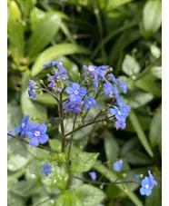 Brunnera macrophylla 'Jack Frost'