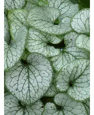 Brunnera macrophylla 'Jack Frost'