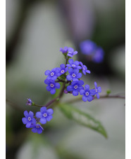 Brunnera macrophylla 'Looking Glass'