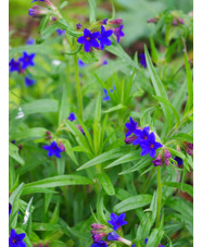 Buglossoides purpurocaerulea