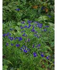 Buglossoides purpurocaerulea