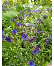 Buglossoides purpurocaerulea