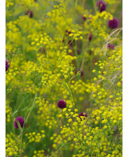 Bupleurum falcatum