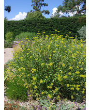 Bupleurum fruticosum