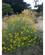 Bupleurum fruticosum