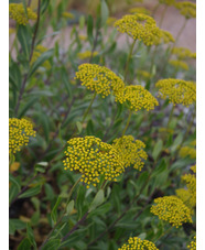 Bupleurum fruticosum