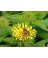 Plants to encourage specific insects and birds