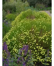 Santolina rosmarinifolia subsp. rosmarinifolia 'Primrose Gem'