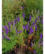 Scutellaria baicalensis
