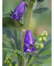 Aconitum carmichaelii 'Arendsii'