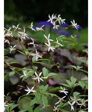 Gillenia trifoliata