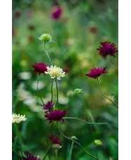 Beth Chatto Greetings card