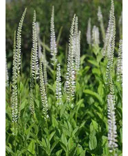 Veronicastrum virginicum 'Album'