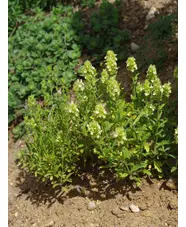 Sideritis hyssopifolia