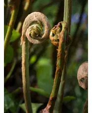 Osmunda regalis