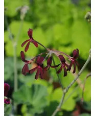 Pelargonium sidoides Black Form
