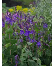 Veronica perfoliata