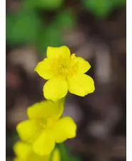 Trollius pumilus