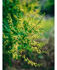 Koelreuteria paniculata
