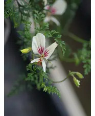Pelargonium longicaule