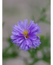 Symphyotrichum novi-belgii 'Blue Eyes'