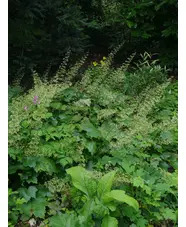 Heuchera villosa var. macrorrhiza