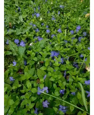 Vinca minor 'Bowles's Variety'