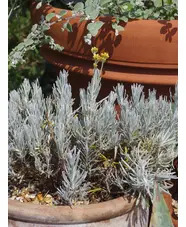 Helichrysum stoechas 'White Barn'