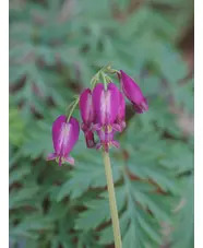 Dicentra formosa Pewter Pink
