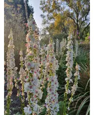 Verbascum chaixii 'Album'