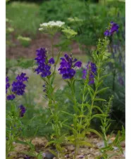 Scutellaria baicalensis