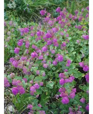 Origanum 'Kent Beauty'