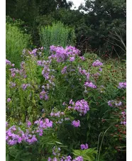 Phlox paniculata wild form Margery Fish