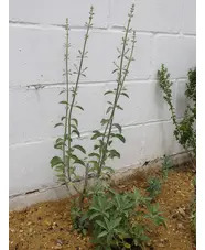 Salvia apiana